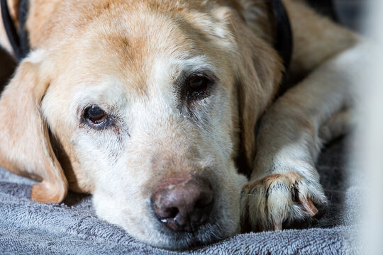 dramatic image of a 15 year old yellow Labrador, with white hair face and dark eyes loyal and faithful companion.