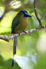 Blue-crowned Motmot perched on branch