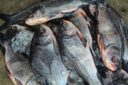 beautiful catla fish in hand in asian fish market bhakur machh  catla fish close up