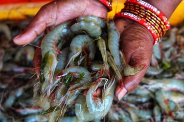 fresh prawn in hand shrimp harvested and sold in the fish market of India prawn and shrimp in hand...
