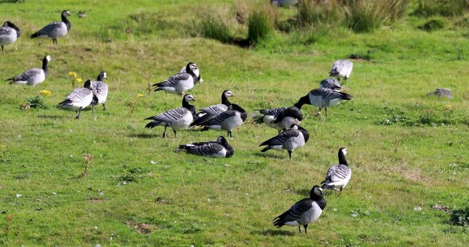 Barnacle goose, Branta leucopsis, walking and moving on grassland during a warm sunny day.