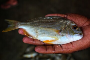 beautiful yellow bream fish in hand yellow sea bream fish sale in indian fish market