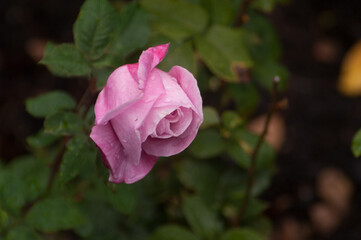Pink Hybrid Tea rose in the Rain.