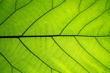 Fototapeta na wymiar Closeup of natural green leaf texture.