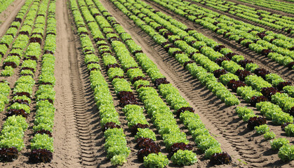 Fototapeta na wymiar fresh lettuce sprouts on the cultivated field with the fertile s