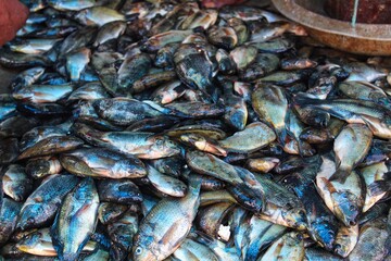fresh fish sale in Asian fish market fish harvesting and selling in India huge fish pile in farm