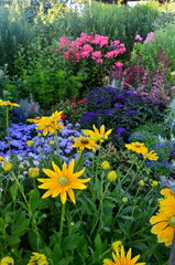 Colorful flowers bloom in the summer garden. beautiful garden flowers