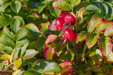 Ripe rose hips, sunny day, close-up