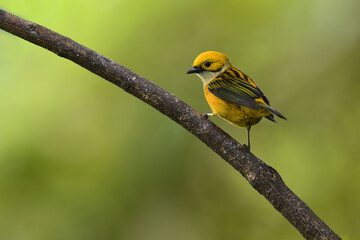 Silver-throated tanager perched on branch