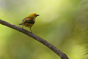 Silver-throated tanager perched on branch