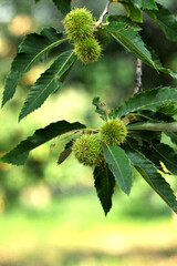 chestnuts tree branch wiith fruits and leaves