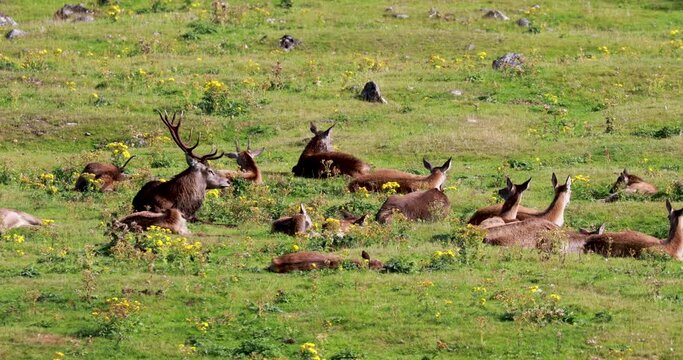 red deer, Cervus elaphus, group with main stag sitting/resting on grass and heather during a sunny autumn day.