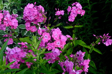 Obraz premium Pink Phlox Flower in the Summer Garden