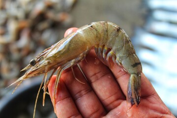 Tiger prawn in hand paeneus monodon shrimp in hand after harvest 