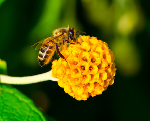 bee on flower