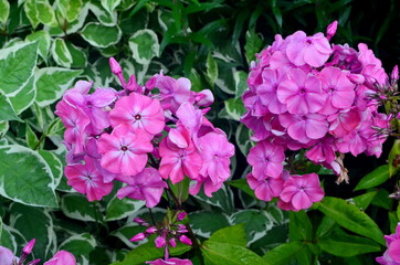 Pink Phlox Flower in the Summer Garden