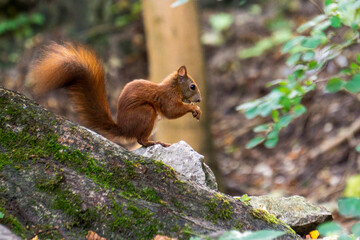 Wiewiórka jedząca w lesie jedząca orzeszek.  