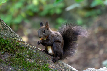 Naklejka na ściany i meble Wiewiórka jedząca w lesie jedząca orzeszek. 
