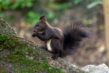 Wiewiórka jedząca w lesie jedząca orzeszek.  
