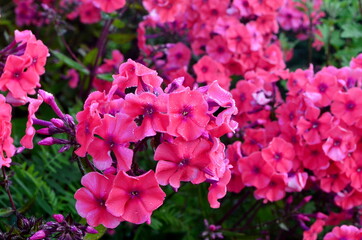 Red Phlox Flower in the Summer Garden