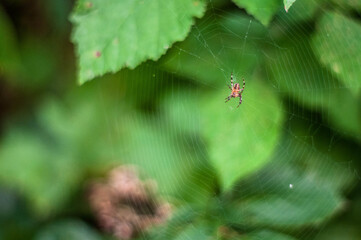 spider web in the green forest