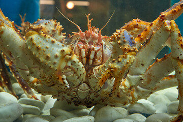Close-up of a king crab in the aquarium of the fish Department of the market. Delicacies of the Northern seas.