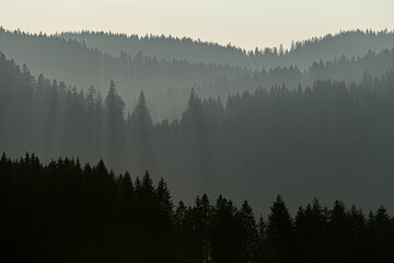 Silhouette d& 39 arbre Forêt-Noire