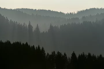 Foto op Plexiglas Mistig bos Baum Silhouette Schwarzwald