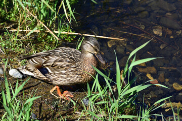 Mallard duck mother guards the rest of the floating ducklings
