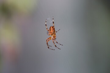 Araignée
