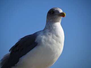 seagull on blue sky background