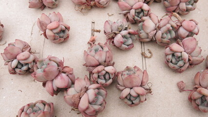 the special kinds of succulent plants are in the box for sale