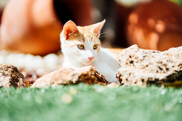 Nice cat in the garden