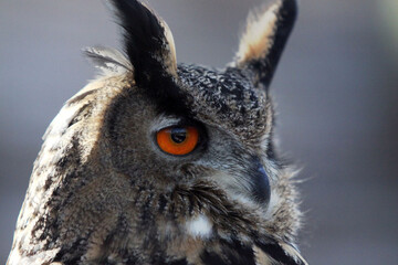 Hibou grand-duc