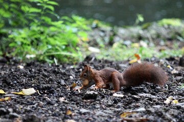 Fototapeta premium Ecureuil