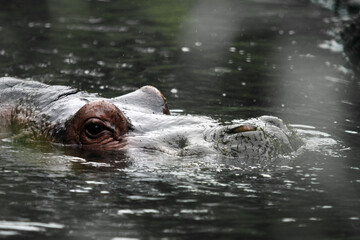 Fototapeta premium Hippopotame