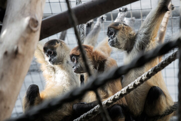 petites singes
