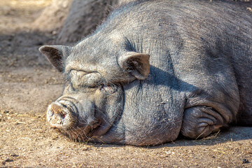 Large fat dirty brown pig sleeping and relaxing, enjoying warm weather in a farm. Domestic animal. 