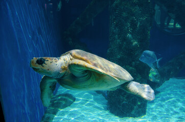 Injured sea turtle swimming in large aquarium salt water tank. 