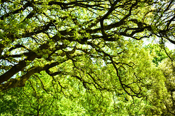 Sunlight filtering through a tree in the summer