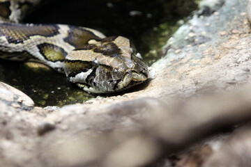 Tête de Serpent