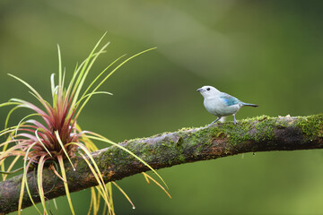 Blue-gray tanager perched on bromelia branch