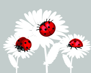 Coccinellidae images set. Vector illustration