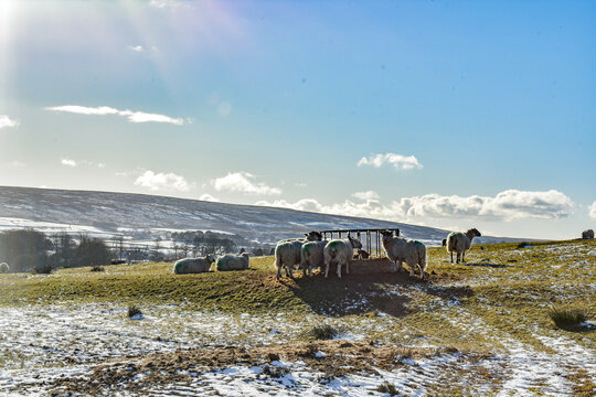 Yorkshire, UK. Sheep during winter time enjoying the sun