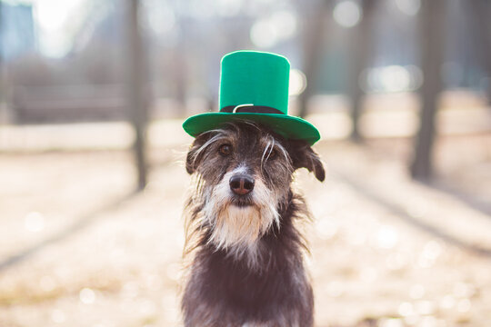 St. Patrick day dog fun