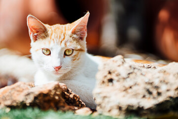 Nice cat in the garden