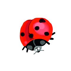 Vector illustration of Coccinellidae