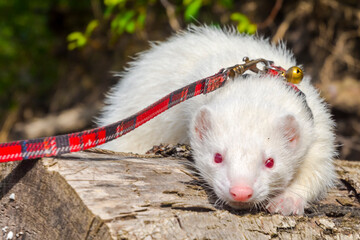 Albino domestic ferret with leash and collar on a tree