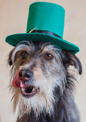 st patricks day dog in the green hat