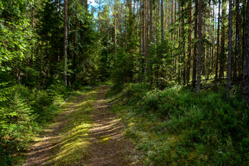 path in the woods